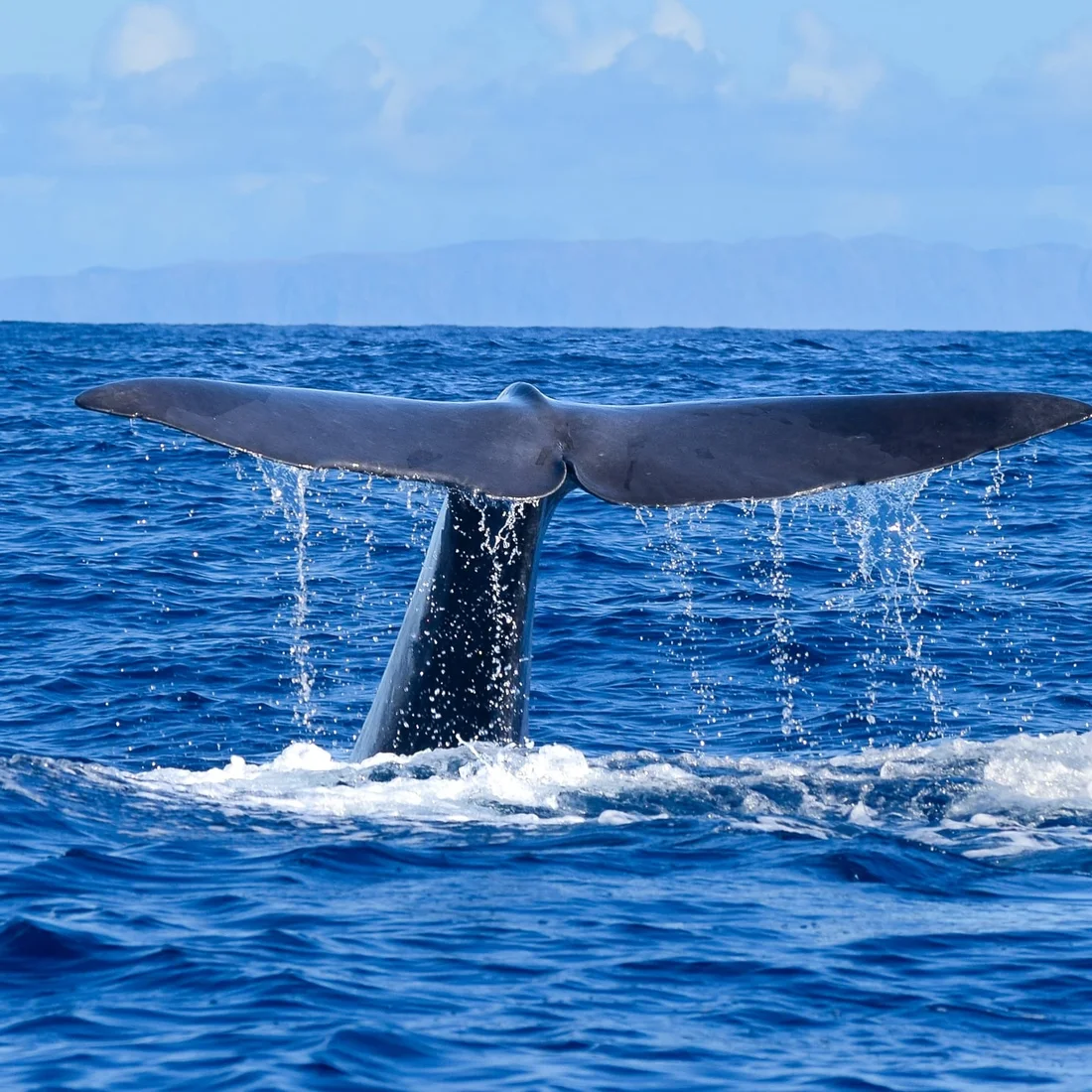 Responsible Whale and Dolphin Watching Tour - Funchal