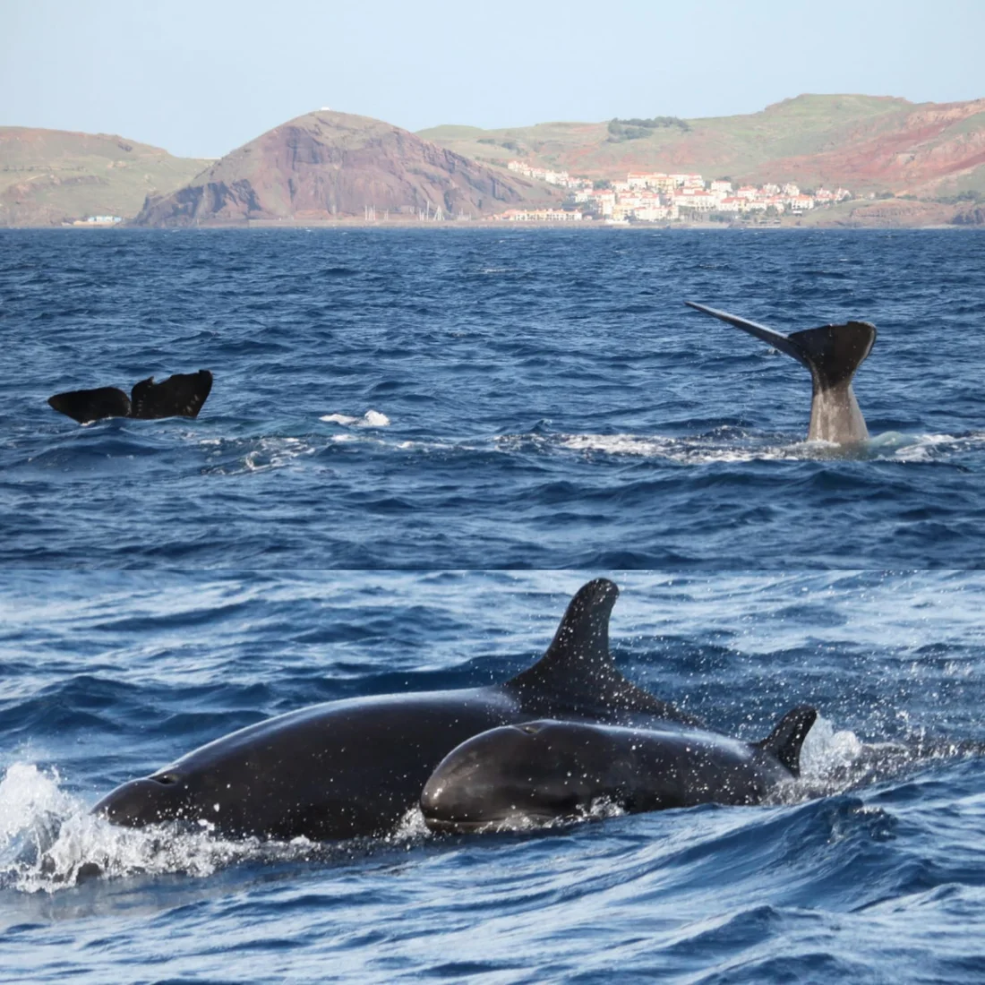 PRIVATE VIP 2 Hours Tour charter in Funchal